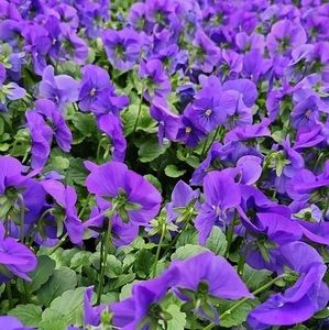 Meet your Posher, Max